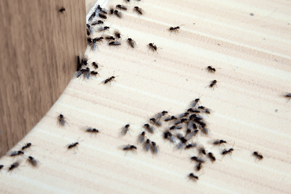 Disinfestazione formiche Torino