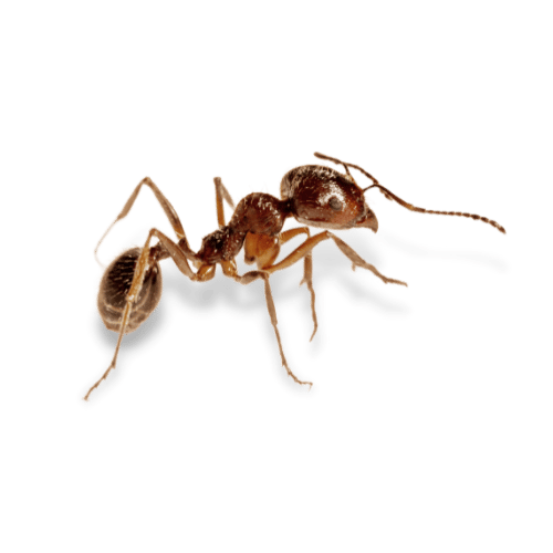 Disinfestazioni formiche
