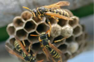 disinfestazione disinfestazione nidi di vespe torino